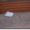 El budismo en American Beauty